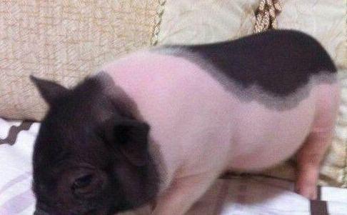 宠物猪网红吃哈密瓜,哈密瓜成新宠! 第1张 宠物猪网红吃哈密瓜,哈密瓜成新宠! 第1张